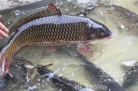鳙魚高效養(yǎng)殖技術(shù)要點(diǎn)及飼料管理策略