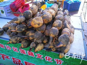 關(guān)于廣州市南沙區(qū)農(nóng)林局等的機(jī)構(gòu)沿革與職責(zé)綜述