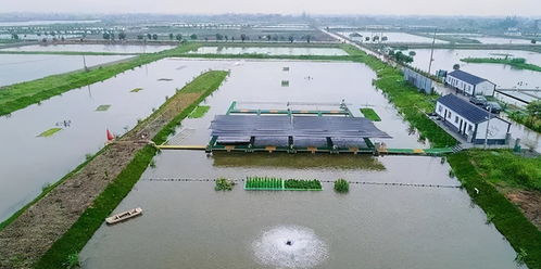 跑道養(yǎng)魚數(shù)字養(yǎng)魚,這個(gè)村以水養(yǎng)魚以漁治水,經(jīng)濟(jì)生態(tài)雙豐收